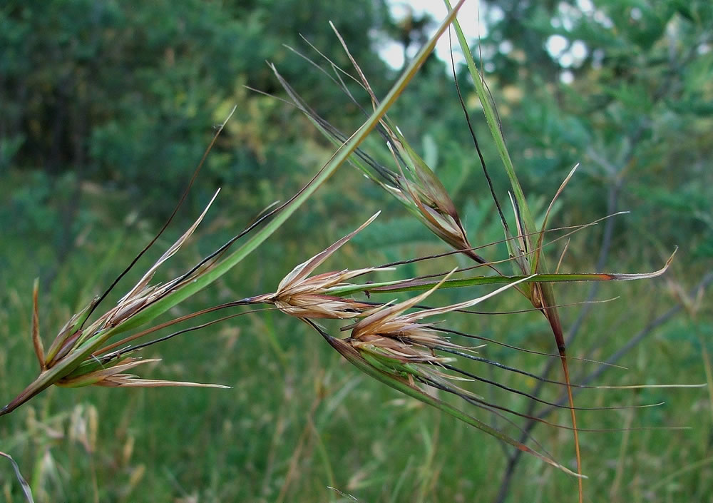 Kangaroo Grass - Victorian Native Seed